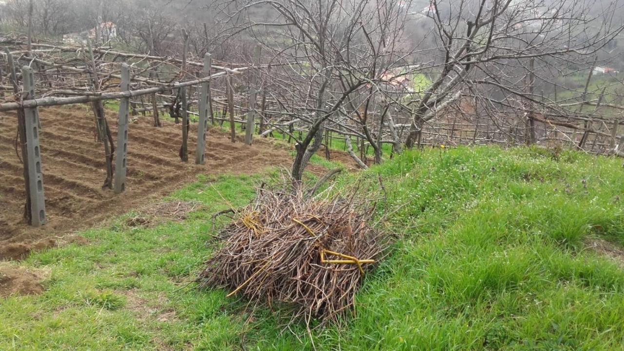 La Casa In Vigna Villa Tramonti Eksteriør bilde